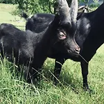 Schrattengut * Abtenau
