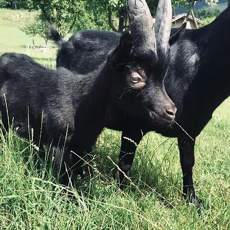 Schrattengut * Abtenau